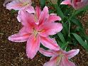 Lilium pink_2 